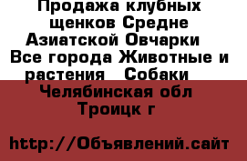 Продажа клубных щенков Средне Азиатской Овчарки - Все города Животные и растения » Собаки   . Челябинская обл.,Троицк г.